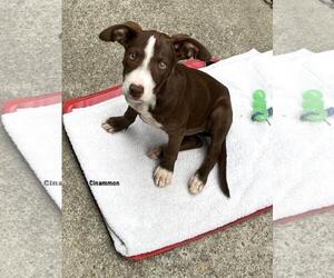 American Pit Bull Terrier-Border Collie Mix Dogs for adoption in Incline Village, NV, USA