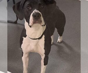Pointer-Unknown Mix Dogs for adoption in Glen Allen, VA, USA