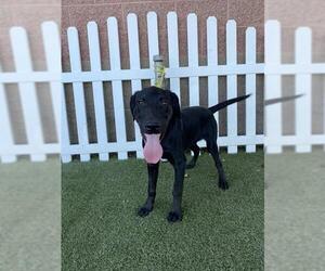 German Shepherd Dog Dogs for adoption in Modesto, CA, USA