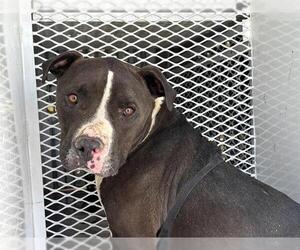 American Pit Bull Terrier Dogs for adoption in Bakersfield, CA, USA