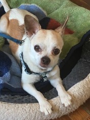 Chihuahua-Unknown Mix Dogs for adoption in Asheville, NC, USA