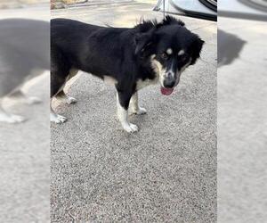 Australian Shepherd-Unknown Mix Dogs for adoption in Houston, TX, USA