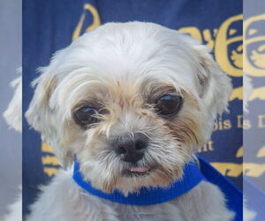 Shih Tzu Dogs for adoption in Huntley, IL, USA