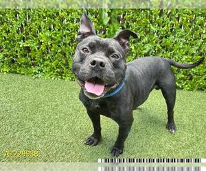 American Pit Bull Terrier Dogs for adoption in West Palm Beach, FL, USA