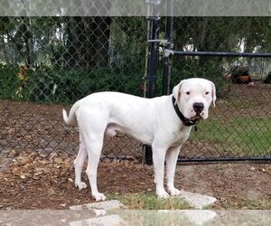 Dogo Argentino Dogs for adoption in Thonotosassa, FL, USA