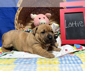 Miniature English Bulldach Dogs for adoption in Deepwater, NJ, USA