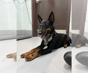 Mutt Dogs for adoption in Corpus Christi, TX, USA