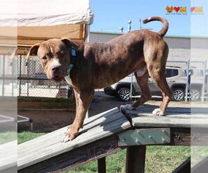 American Pit Bull Terrier-Unknown Mix Dogs for adoption in Center Township, PA, USA