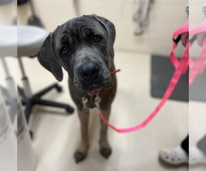 Mastiff Dogs for adoption in Center Township, PA, USA
