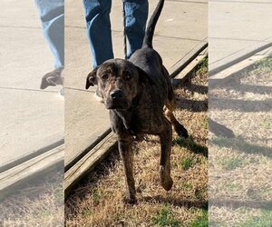 Plott Hound-Unknown Mix Dogs for adoption in Staley, NC, USA