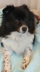 Pomeranian Dogs for adoption in Greenville, IL, USA