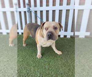 Australian Cattle Dog-Chinese Shar-Pei Mix Dogs for adoption in Modesto, CA, USA