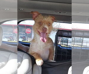 Border Terrier-Cairn Terrier Mix Dogs for adoption in New Orleans, LA, USA