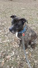 Olde Bulldog Dogs for adoption in Mankato, MN, USA