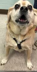 Puggle Dogs for adoption in Fargo, ND, USA