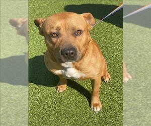 American Pit Bull Terrier-Unknown Mix Dogs for adoption in Fayetteville, NC, USA