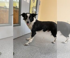 Border Collie Dogs for adoption in Low Moor, VA, USA