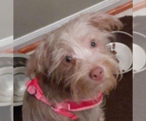Mutt Dogs for adoption in Fairfax, VA, USA
