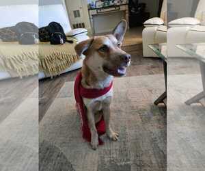 German Shepherd Dog-Unknown Mix Dogs for adoption in Phoenix, AZ, USA