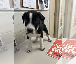 Labrador Retriever-Unknown Mix Dogs for adoption in Rowlett, TX, USA