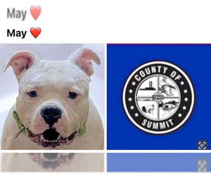 Bull Terrier-Staffordshire Bull Terrier Mix Dogs for adoption in Akron, OH, USA