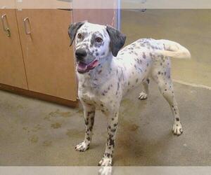 Dalmatian-Unknown Mix Dogs for adoption in Sacramento, CA, USA