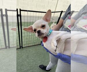 Chihuahua-Unknown Mix Dogs for adoption in Phoenix, AZ, USA