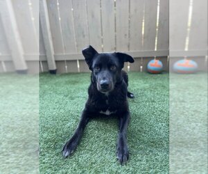 Aussiedor Dogs for adoption in San Diego, CA, USA