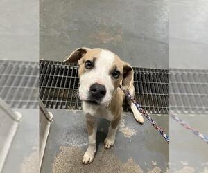 American Pit Bull Terrier-Unknown Mix Dogs for adoption in Stockton, CA, USA