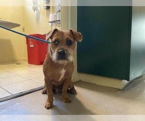 Mutt Dogs for adoption in Pasadena, CA, USA