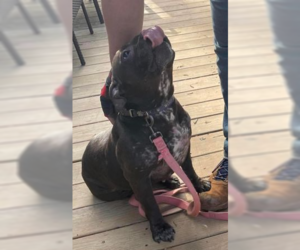 Bulldog-Staffordshire Bull Terrier Mix Dogs for adoption in Herndon, VA, USA