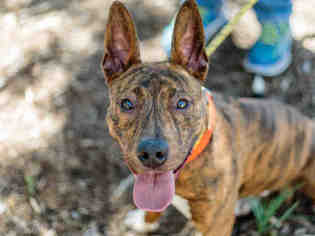Bulloxer Dogs for adoption in Martinez, CA, USA