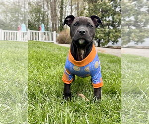Mutt Dogs for adoption in Alexandria, VA, USA