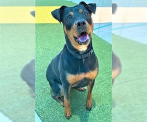 Rottweiler-Unknown Mix Dogs for adoption in Fort Lauderdale, FL, USA
