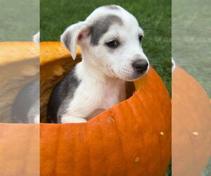 Siberian Husky-Unknown Mix Dogs for adoption in New London, WI, USA