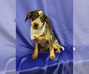 Bluetick Coonhound Dogs for adoption in Waynesboro, PA, USA