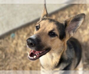 Medium Photo #1 German Shepherd Dog-Unknown Mix Puppy For Sale in Tulsa, OK, USA