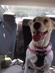 Mutt Dogs for adoption in Graniteville, SC, USA
