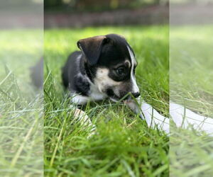 American Pit Bull Terrier-Huskies Mix Dogs for adoption in Hillsboro, MO, USA