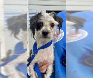 Shih Tzu Dogs for adoption in San Bernardino, CA, USA