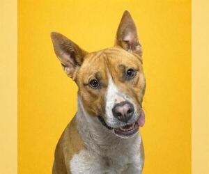 Basenji-Unknown Mix Dogs for adoption in Redlands, CA, USA