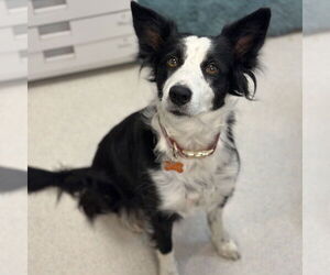 Border Collie Dogs for adoption in Rohnert Park, CA, USA