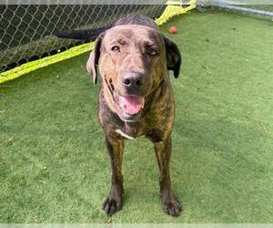 Plott Hound-Unknown Mix Dogs for adoption in Raleigh, NC, USA