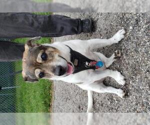 Beagle-Unknown Mix Dogs for adoption in Sarasota, FL, USA