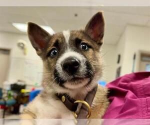 German Shepherd Dog-Unknown Mix Dogs for adoption in Santa Rosa, CA, USA