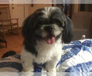 Shih Tzu Dogs for adoption in Tallahassee, FL, USA