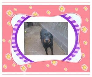 Rottweiler-Unknown Mix Dogs for adoption in KELLYVILLE, OK, USA