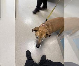 Labrador Retriever-Unknown Mix Dogs for adoption in Newton, NC, USA