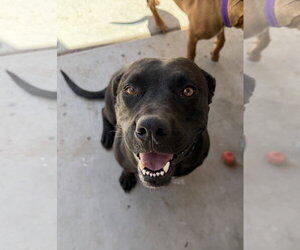 Mutt Dogs for adoption in Chandler, AZ, USA