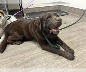 Labrador Retriever Dogs for adoption in Pasadena, CA, USA